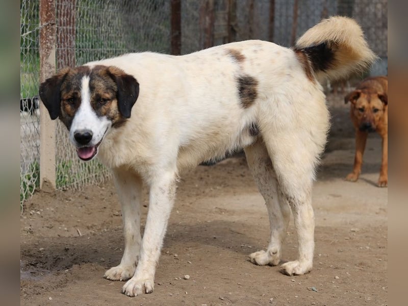 Pitt, geb. ca. 05/2021, lebt in GRIECHENLAND, im städt. Tierheim Serres