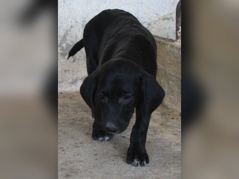 Smokey, geb. 08.06.2026, lebt in GRIECHENLAND, auf einer privaten Pflegestelle