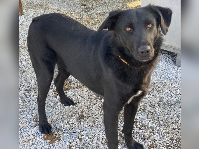 Dakar, geb. ca. 01/2019, lebt in GRIECHENLAND, im städt. Tierheim Serres