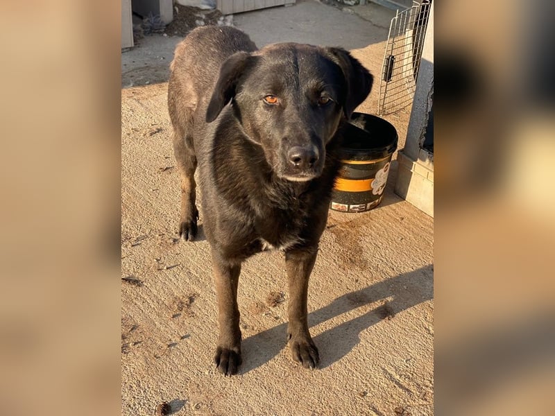 Gimpo, geb. ca. 03/2024, lebt in GRIECHENLAND, im städt. Tierheim Serres