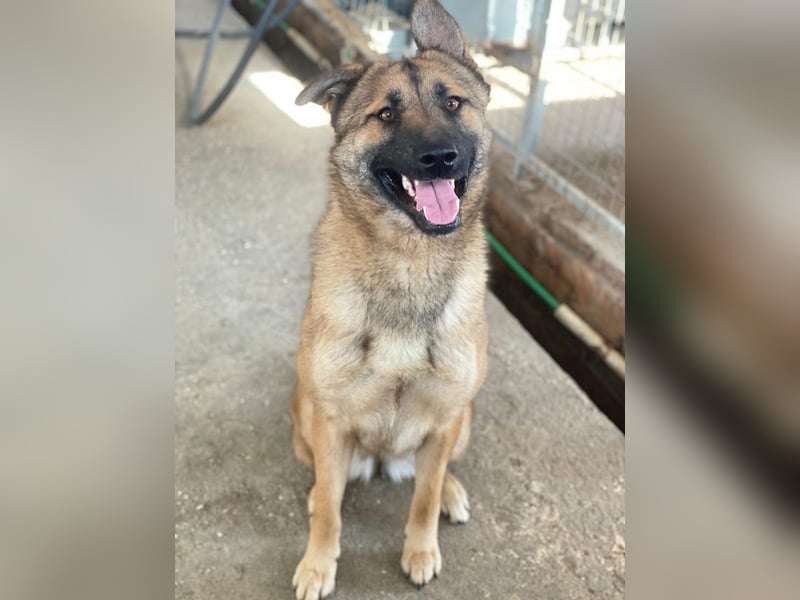 Yuki, geb. ca. 03/2025, lebt in GRIECHENLAND, im städt. Tierheim Serres