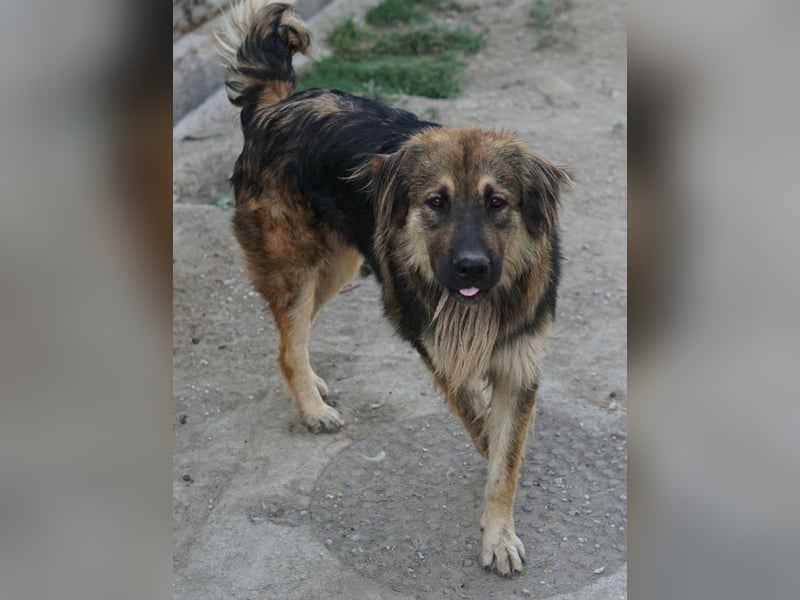 Felix, geb. ca. 03/2024, lebt in GRIECHENLAND, im städt. Tierheim Serres