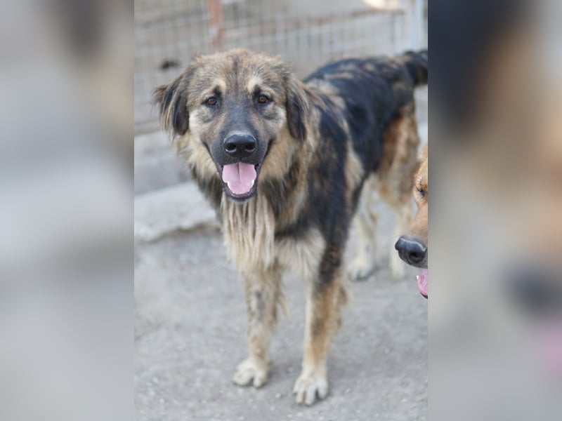 Felix, geb. ca. 03/2024, lebt in GRIECHENLAND, im städt. Tierheim Serres