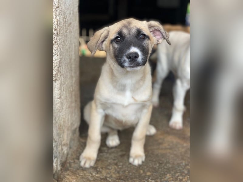 Mira, geb. ca. 12/2025, lebt in GRIECHENLAND, im städt. Tierheim Serres