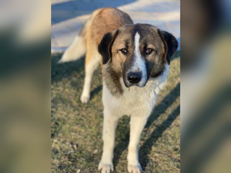 Anxton, geb. ca. 02/2022, lebt in GRIECHENLAND, im städt. Tierheim Serres