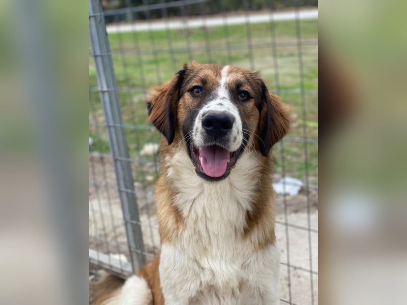 Barkley, geb. ca. 10/2024, lebt in GRIECHENLAND, auf einer privaten Pflegestelle