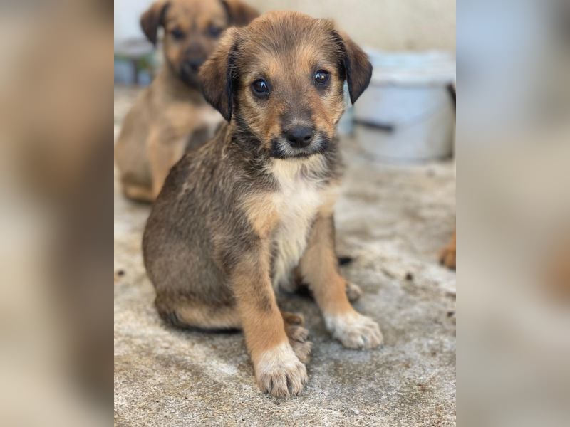 Woody, geb. ca. 02/2026, lebt in GRIECHENLAND, im städt. Tierheim Serres