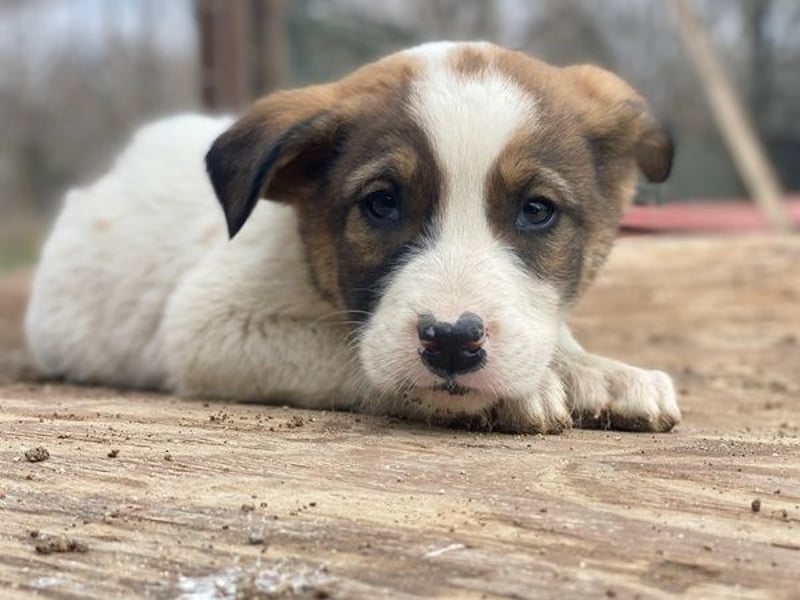 Tonno, geb. ca. 11/2025, lebt in GRIECHENLAND, auf einer privaten Pflegestelle