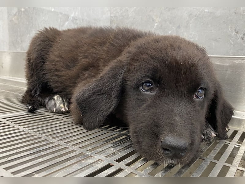 Tyrion, geb. ca. 05/2024, lebt in GRIECHENLAND, auf einer privaten Pflegestelle