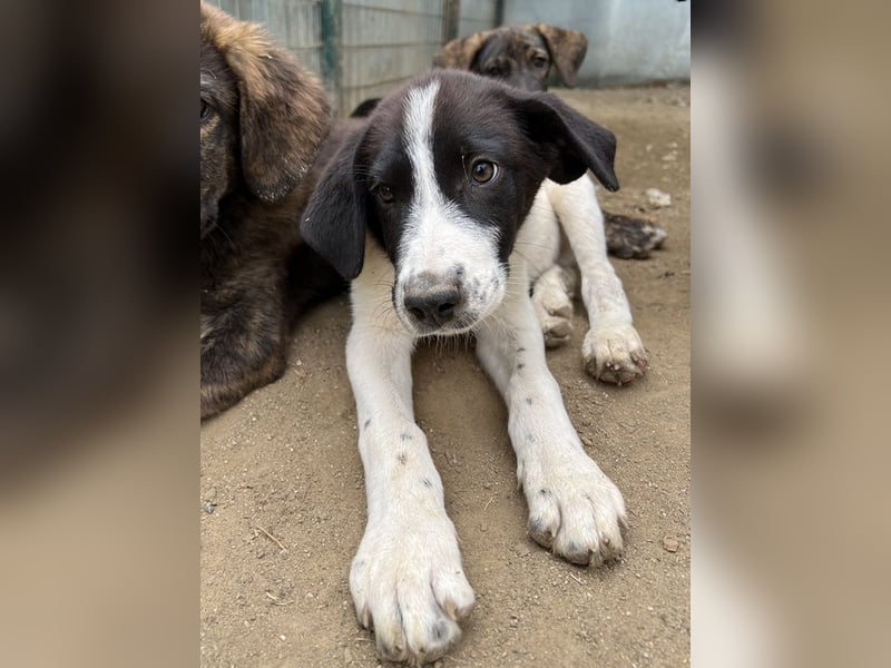 Sandor, geb. ca. 05/2024, lebt in GRIECHENLAND, auf einer privaten Pflegestelle