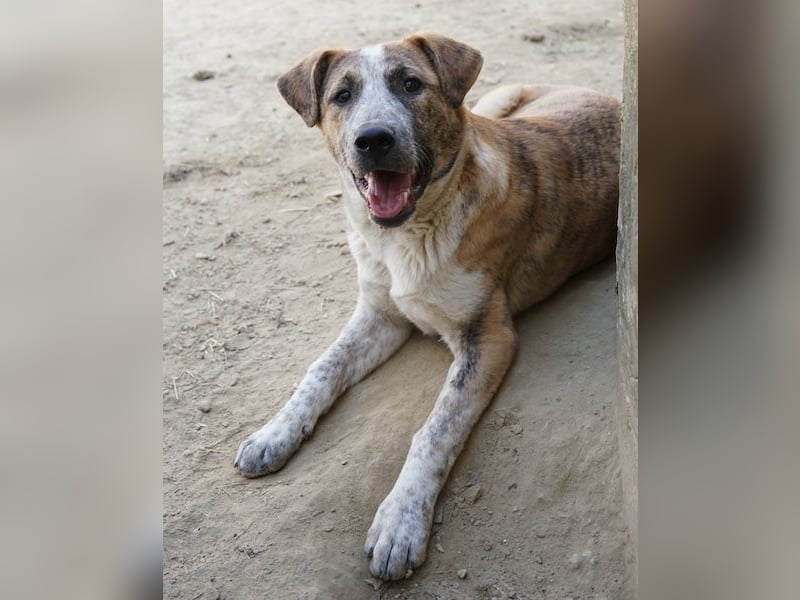Kiara, geb. ca. 09/2025, lebt in GRIECHENLAND, auf einem Gelände, Hunde werden notdürftig versorgt