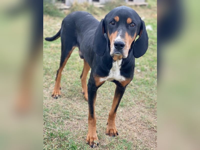 Joker, geb. ca. 11/2021, lebt in GRIECHENLAND, im städt. Tierheim Serres Joker, geb. ca. 11/2021, lebt in GRIECHENLAND, im städt. Tierheim Serres