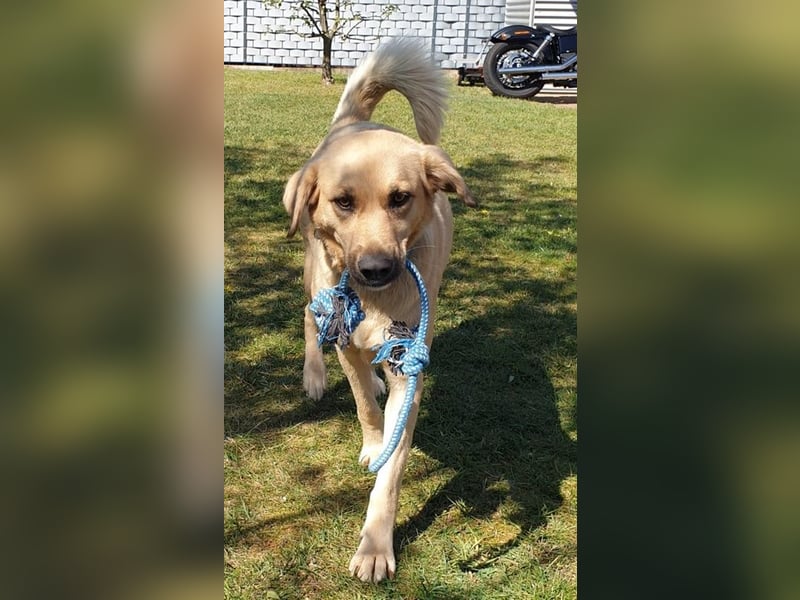 Fanta, geb. ca. 05/2017, lebt bei einer Familie in 48317 Drensteinfurt, Vermittlungshilfe