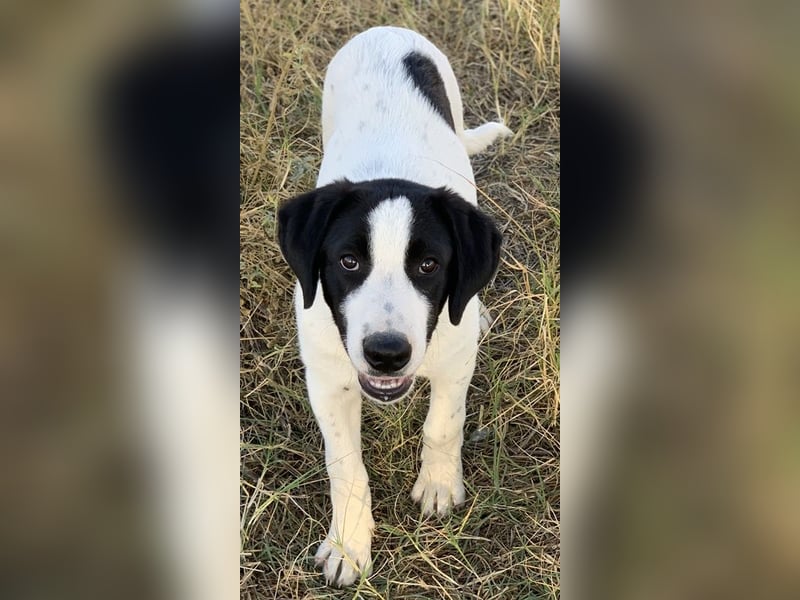 Rico, geb. ca. 05/2022, lebt in GRIECHENLAND, auf einer privaten Pflegestelle