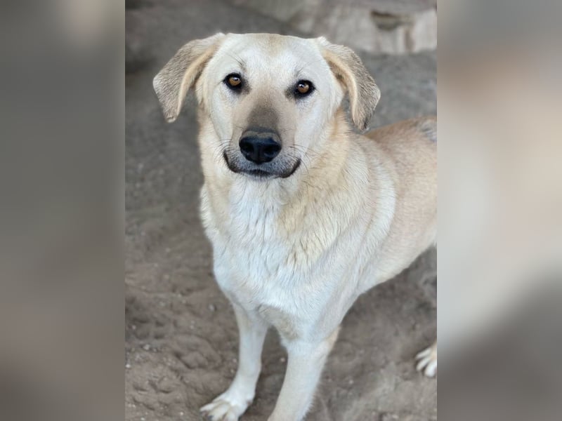 Hänschen, geb. ca. 03/2023, lebt in GRIECHENLAND, im städt. Tierheim Serres