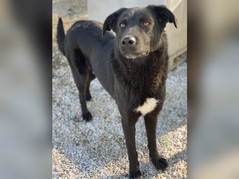 Acero, geb. ca. 01/2019, lebt in GRIECHENLAND, im städt. Tierheim Serres