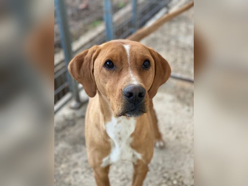 Olli, geb. ca. 11/2022, lebt in GRIECHENLAND, auf einer privaten Pflegestelle