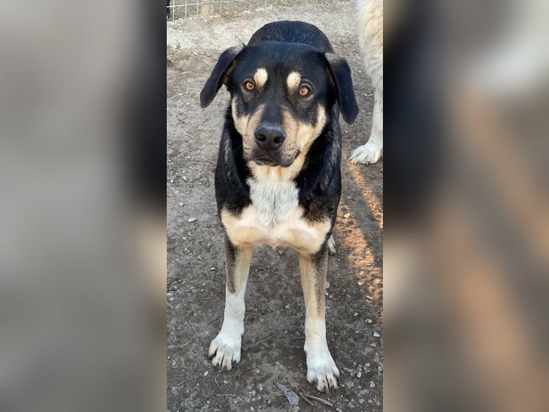 Bibi, geb. ca. 05/2023, lebt in GRIECHENLAND, im städt. Tierheim Serres