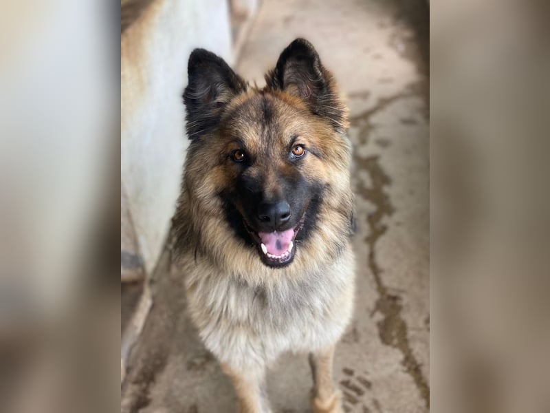 Joey, geb. ca. 08/2025, lebt in GRIECHENLAND, auf einer privaten Pflegestelle