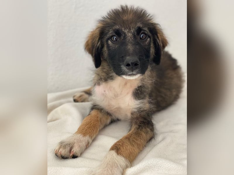 Moglito, geb. ca. 03/2025, lebt in GRIECHENLAND, im städt. Tierheim Serres