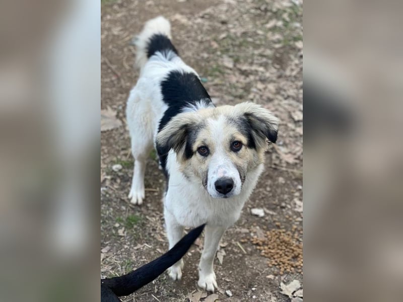 Peggy Jean, geb. ca. 12/2023, lebt in GRIECHENLAND, auf einer privaten Pflegestelle