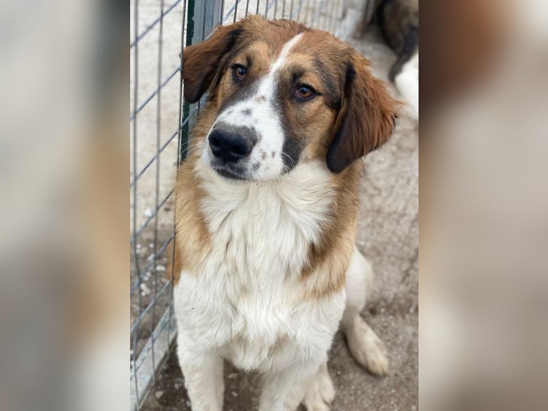 Barkley, geb. ca. 10/2024, lebt in GRIECHENLAND, auf einer privaten Pflegestelle