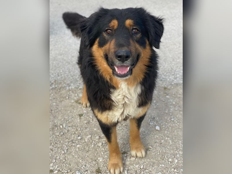 Sirius Black, geb. ca. 12/2023, lebt in GRIECHENLAND, im städt. Tierheim Serres