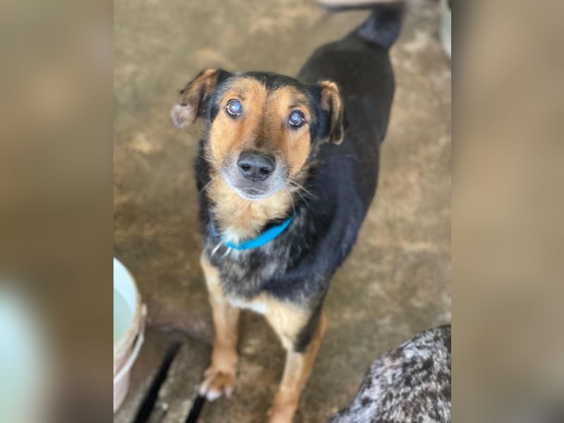 Tizian, geb. ca. 04/2022, lebt in GRIECHENLAND, auf einer privaten Pflegestelle