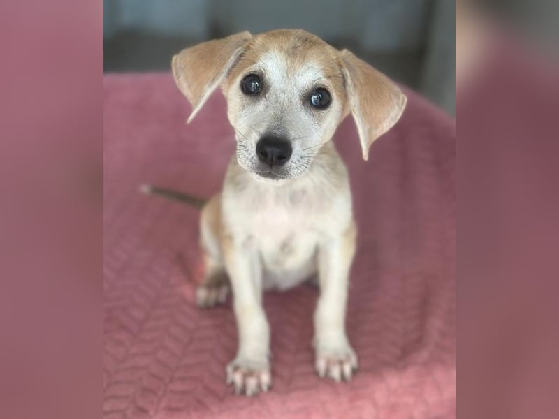 Rosie, geb. ca. 05/2026, lebt in GRIECHENLAND, im städt. Tierheim Serres