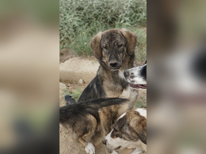 Amelie, geb. ca. 02/2024, lebt in GRIECHENLAND, im städt. Tierheim Serres