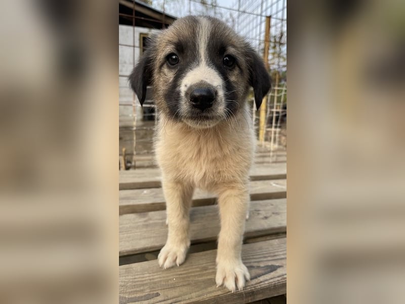 Grace, geb. ca. 08/2022, lebt in GRIECHENLAND, auf einer privaten Pflegestelle