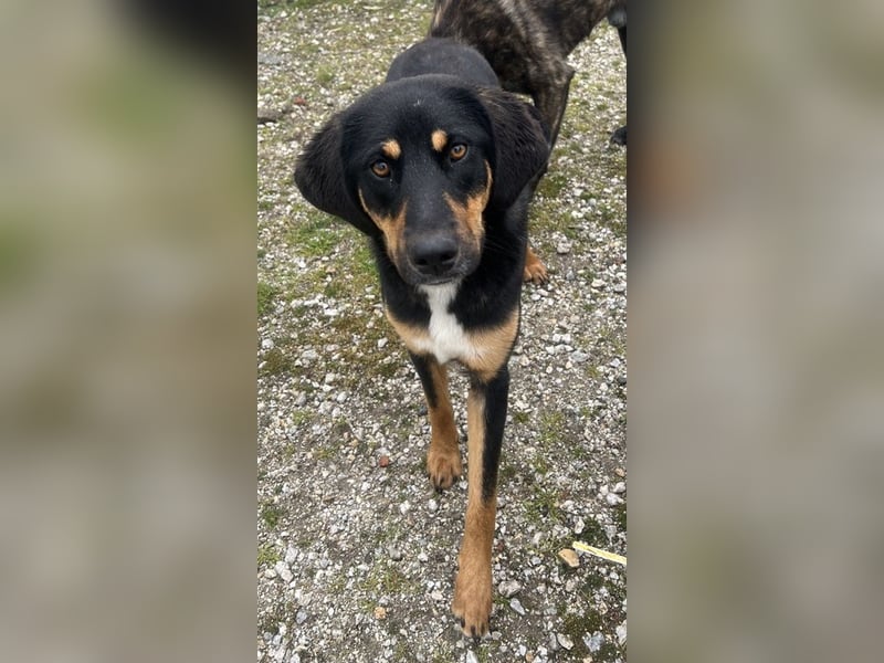 Letti, geb. ca. 05/2024, lebt in GRIECHENLAND, auf einem Gelände, wird notdürftig versorgt