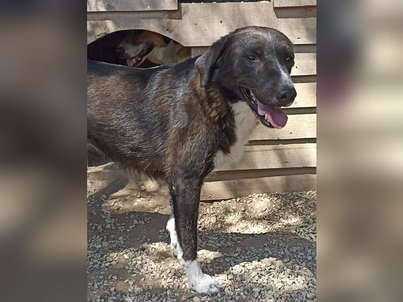 Laura, geb. ca. 06/2019, lebt in GRIECHENLAND, auf einer privaten Pflegestelle