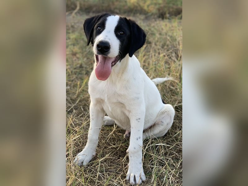 Rico, geb. ca. 05/2022, lebt in GRIECHENLAND, auf einer privaten Pflegestelle