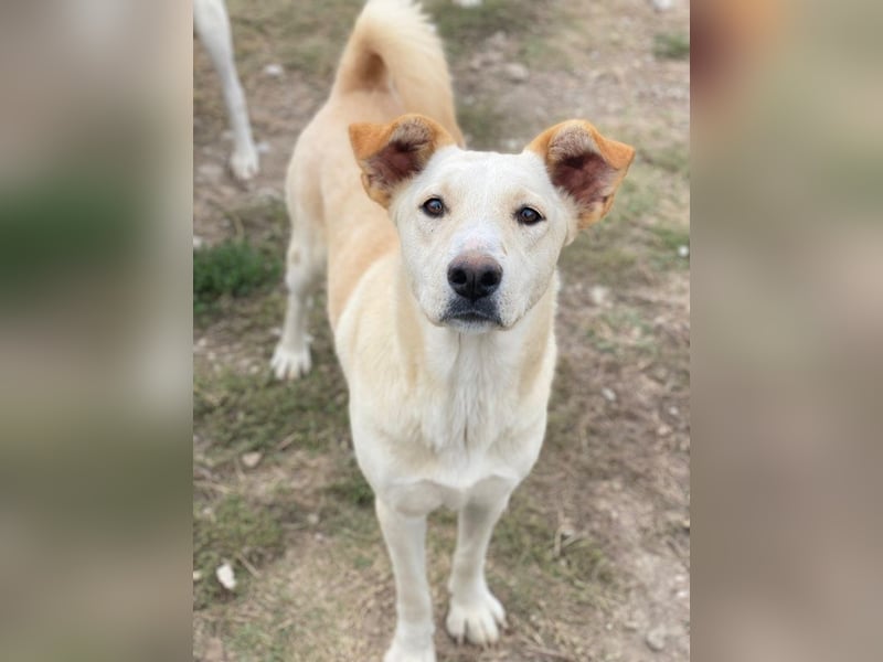 Kalena, geb. ca. 01/2025, lebt in GRIECHENLAND, im städt. Tierheim Serres