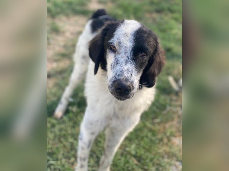 Yuni, geb. ca. 03/2023, lebt in GRIECHENLAND, im städt. Tierheim Serres