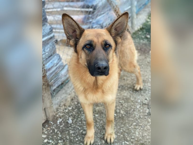 Wilma, geb. ca. 04/2021, lebt in GRIECHENLAND, im städt. Tierheim Serres