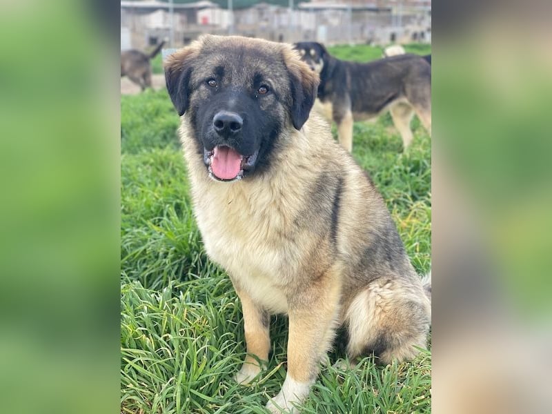 Moglito, geb. ca. 03/2025, lebt in GRIECHENLAND, im städt. Tierheim Serres