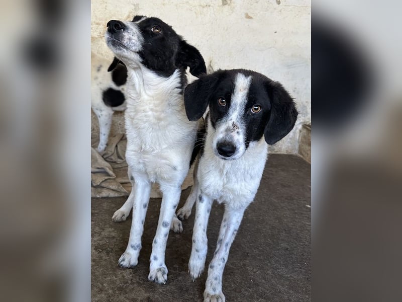 Amora, geb. ca. 03/2024, lebt in GRIECHENLAND, auf einer privaten Pflegestelle