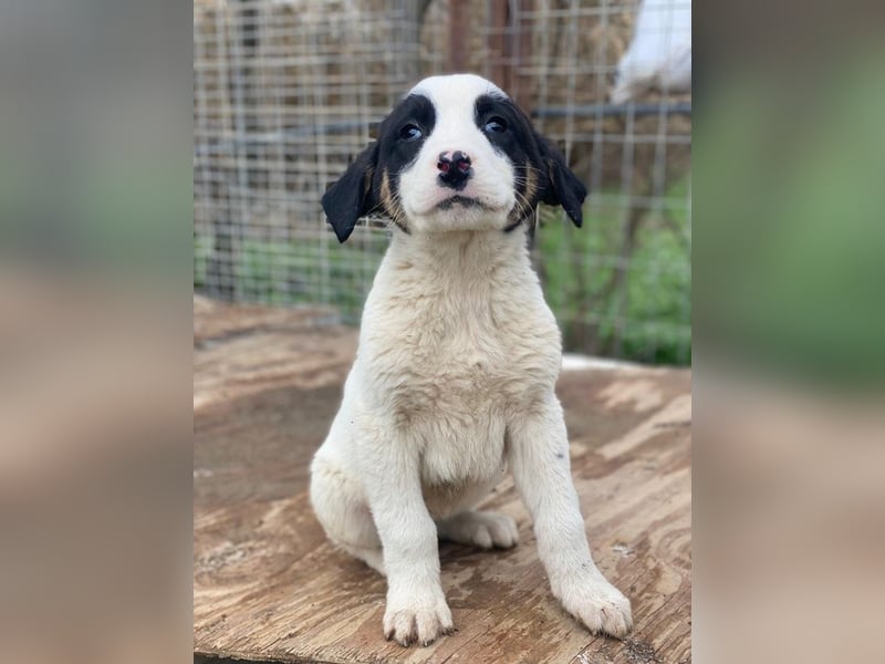 Hawaii, geb. ca. 11/2025, lebt in GRIECHENLAND, auf einer privaten Pflegestelle