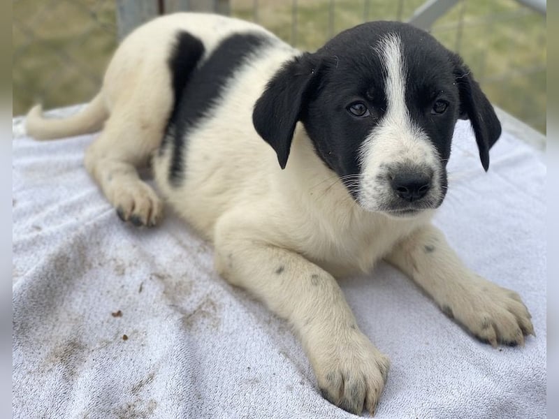 Fedra, geb. ca. 01/2024, lebt in GRIECHENLAND, im städt. Tierheim Serres