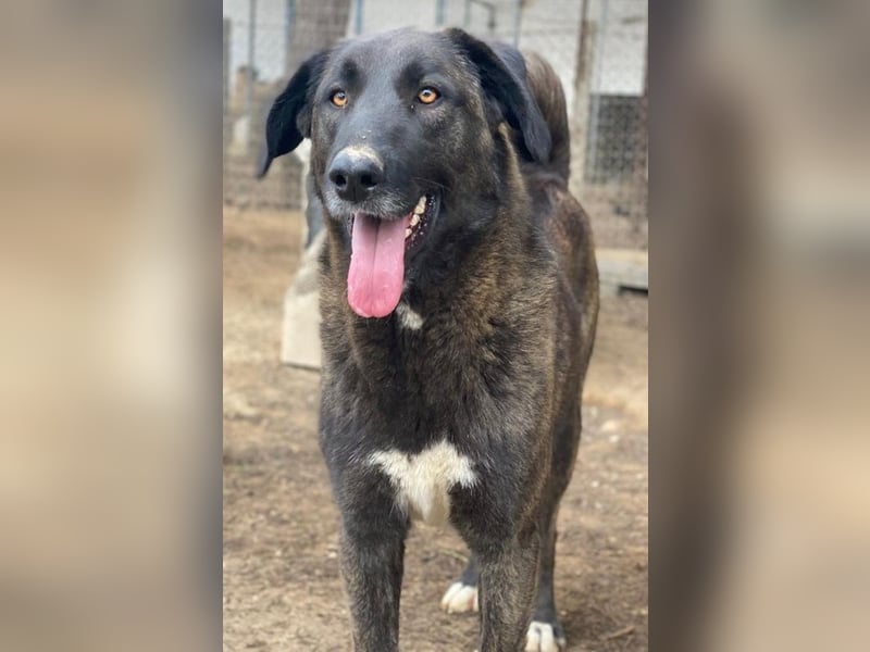 Niabi, geb. ca. 05/2023, lebt in GRIECHENLAND, im städt. Tierheim Serres