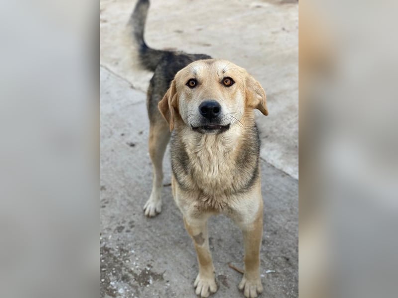 Ciri, geb. ca. 05/2024, lebt in GRIECHENLAND, im städt. Tierheim Serres