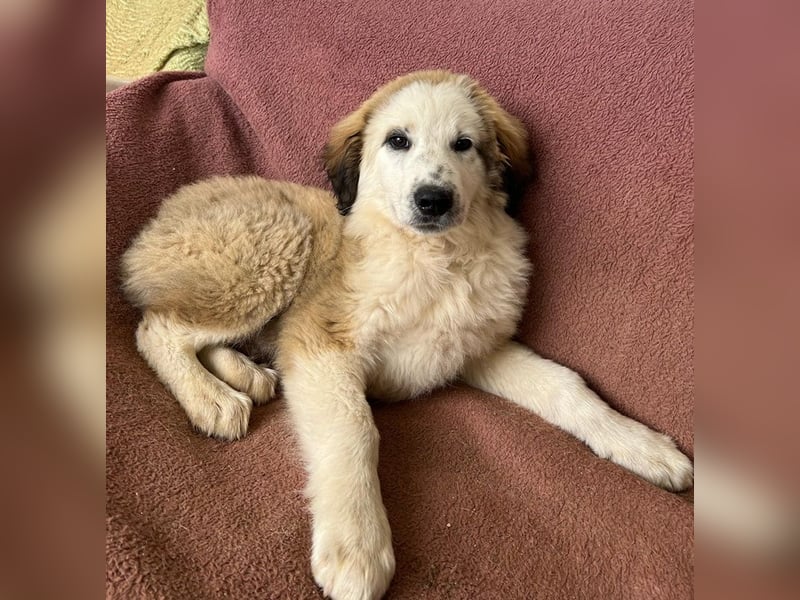 Bakis, geb. ca. 12/2024, lebt in GRIECHENLAND, auf einer privaten Pflegestelle