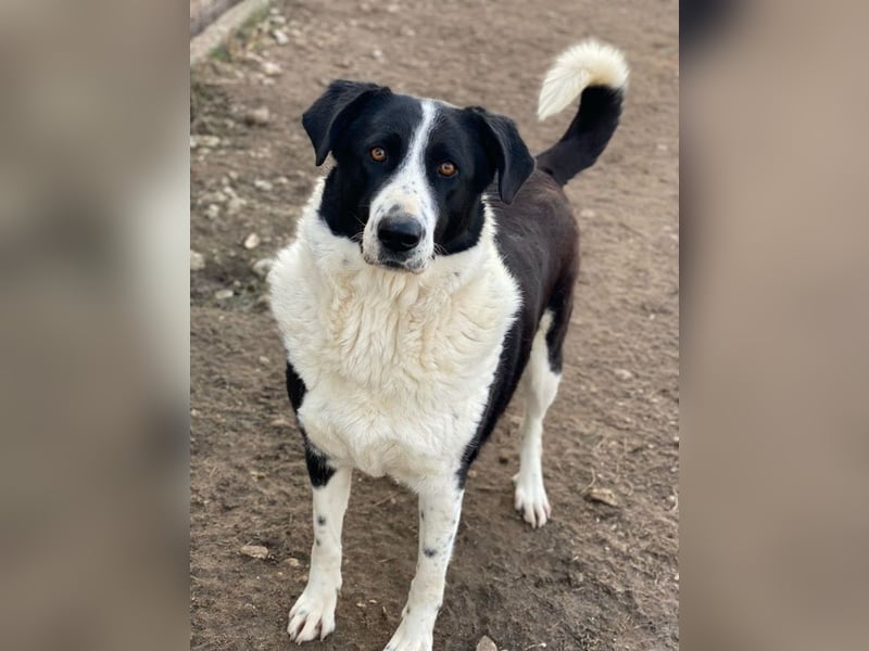 Franka, geb. ca. 06/2019, lebt in GRIECHENLAND, im städt. Tierheim Serres
