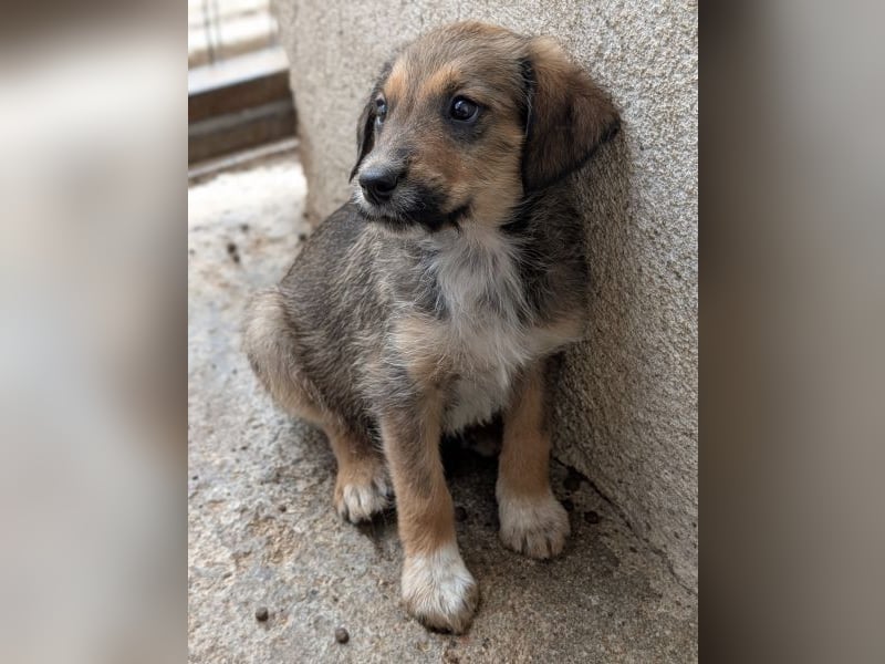 Woody, geb. ca. 02/2026, lebt in GRIECHENLAND, im städt. Tierheim Serres