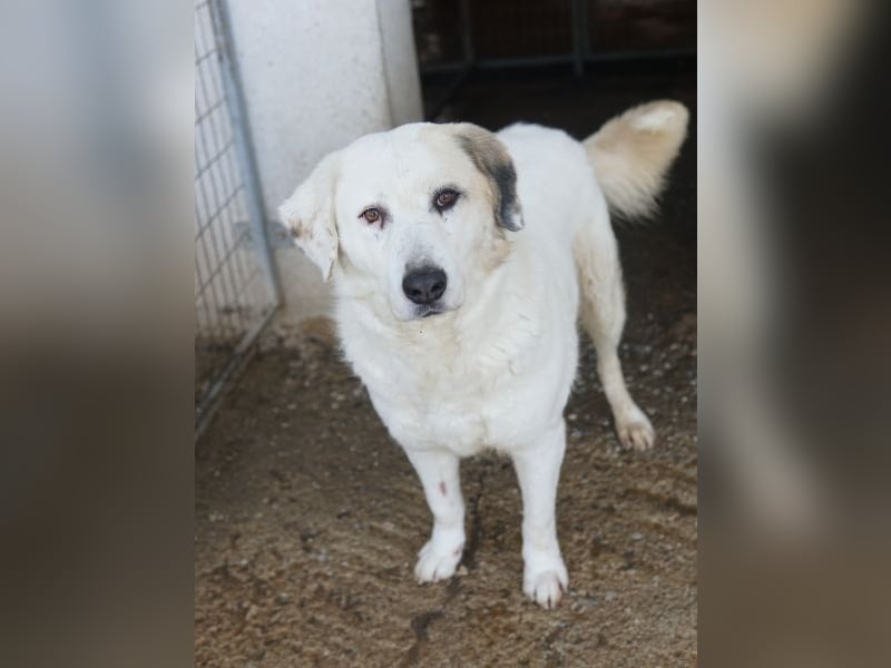 Bruna, geb. ca. 12/2020, lebt in GRIECHENLAND, im städt. Tierheim Serres