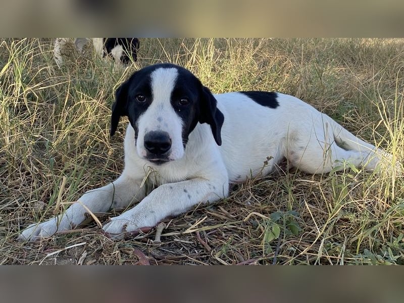 Rico, geb. ca. 05/2022, lebt in GRIECHENLAND, auf einer privaten Pflegestelle