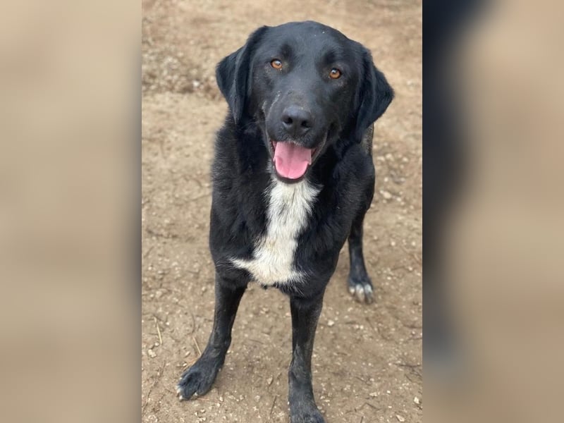 Panthera, geb. ca. 05/2023, lebt in GRIECHENLAND, auf einer privaten Pflegestelle