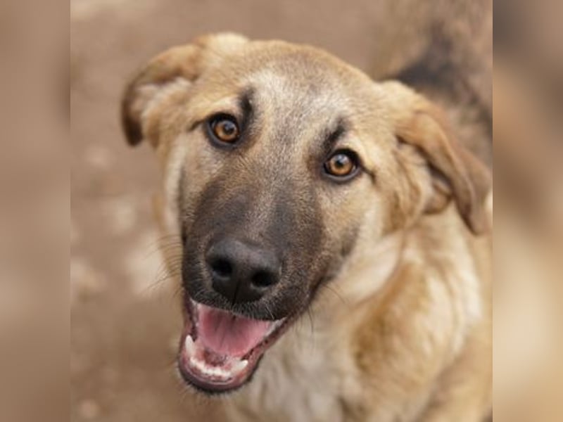 Lauser, geb. ca. 10/2023, lebt in GRIECHENLAND, auf einem Gelände, Hunde werden notdürftig versorgt